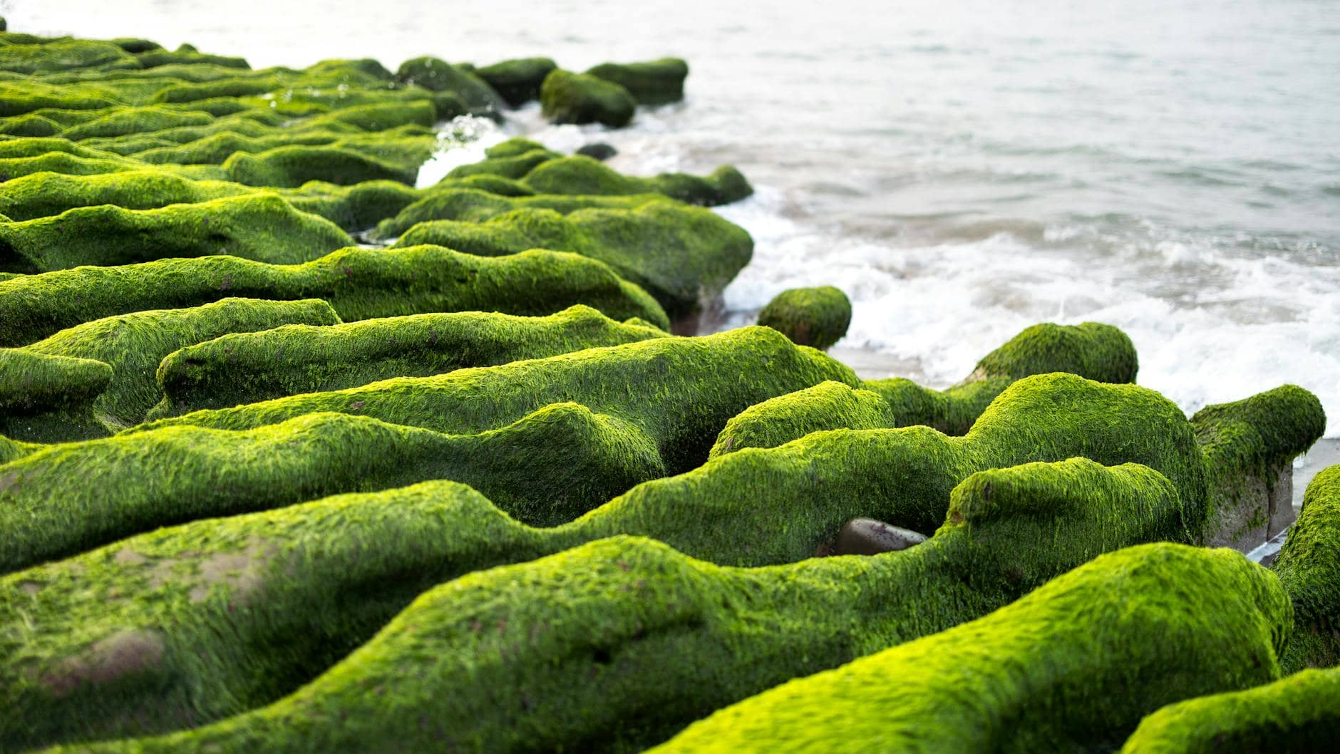 moss next to the sea shore