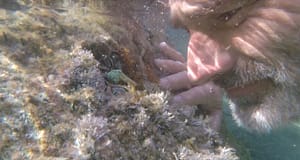 Medicines from the ocean