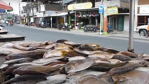 Farmed fish in 2050 and ocean tolerance