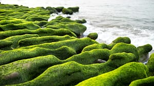 moss next to the sea shore