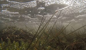 Under water, Kunming-Montreal agreement