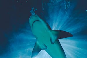 Seychelles shines for sharks