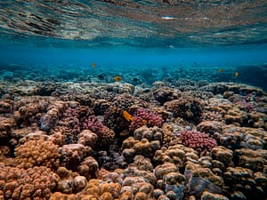 scenic photo of coral reef