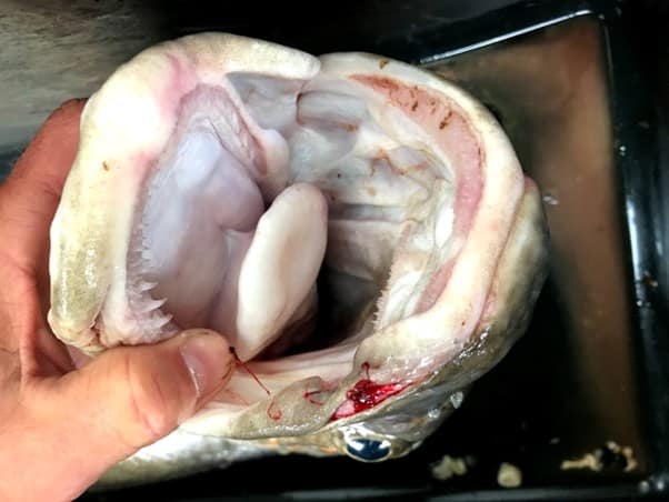 Who are the criminals, what do they steal and how much damage do they cause? The criminals could be either of the three categories.