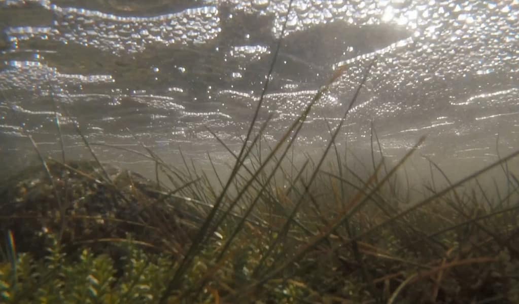 Under water, Kunming-Montreal agreement