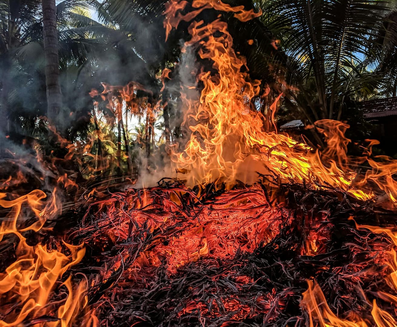 Illustration image of wildfire