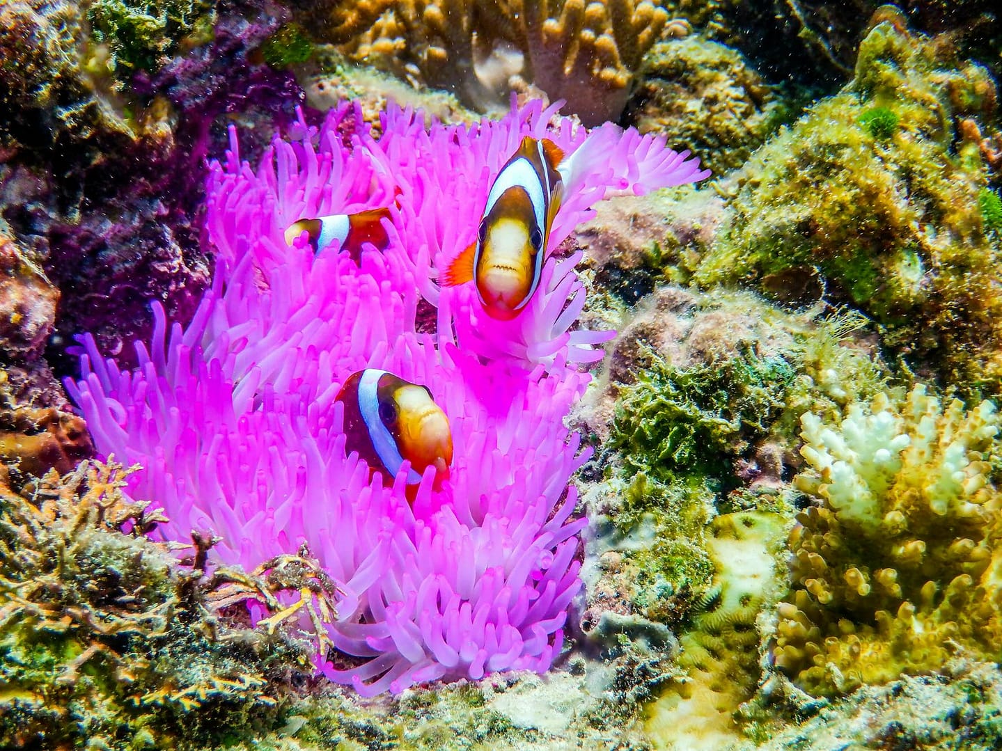 group of clown fish on coral reef