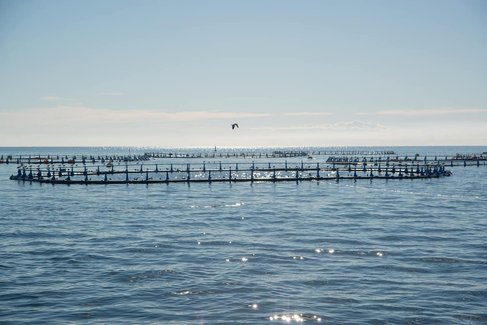 aquaculture on sea
