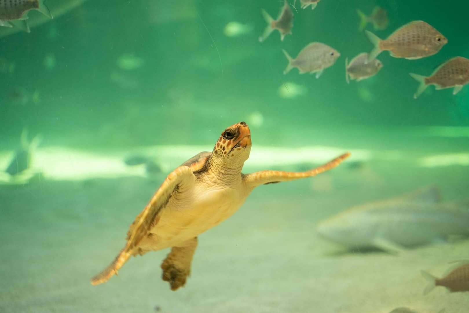 hatchling of sea turtle swimming in sea