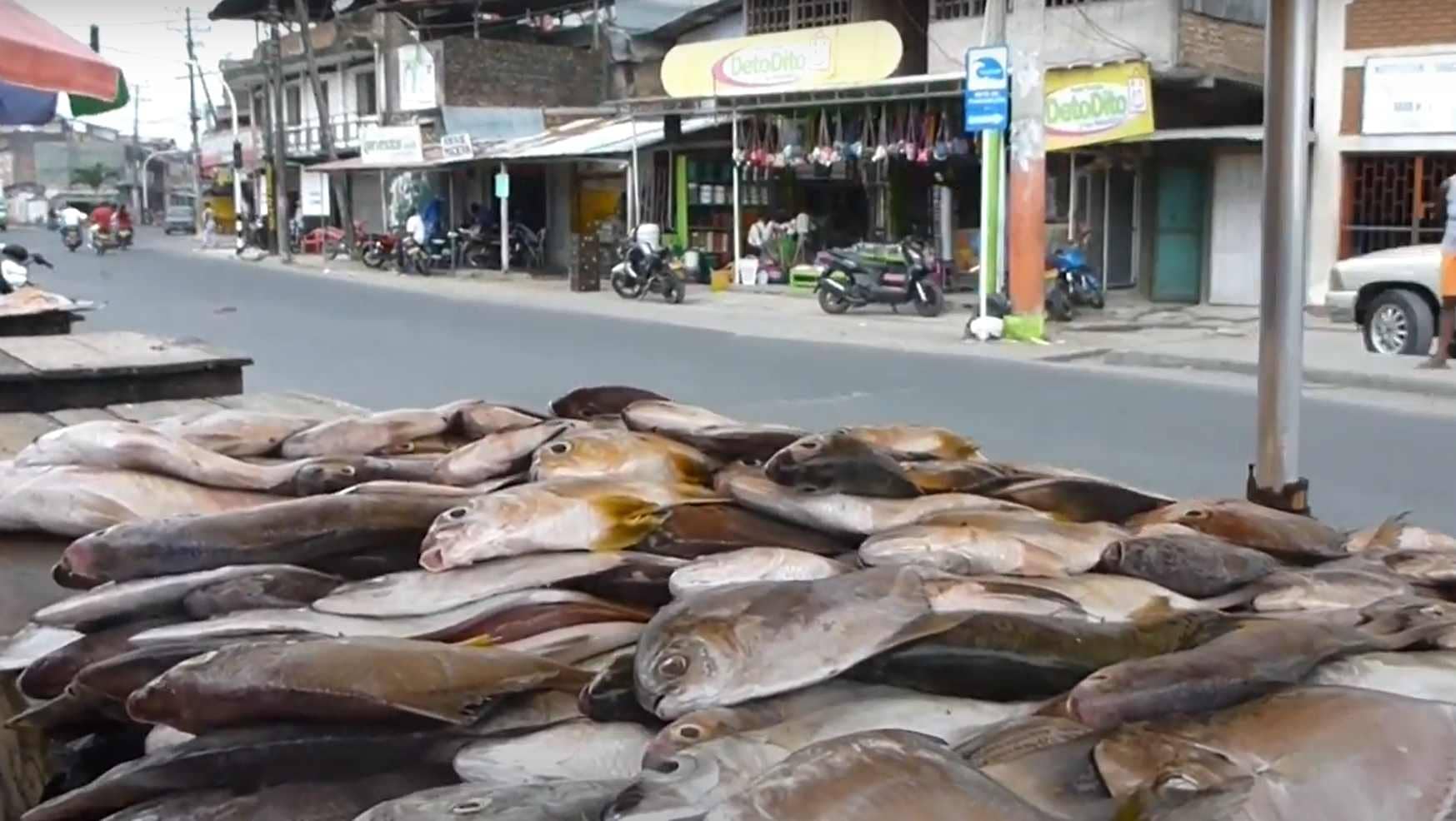 Farmed fish in 2050 and ocean tolerance