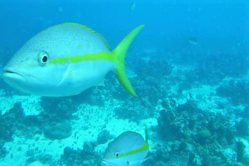 Underwater sound is disturbing life in the oceans