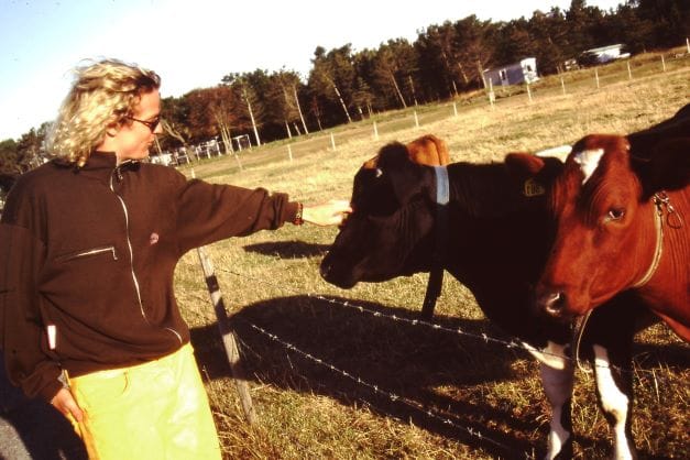 Norwegian cows in the 1990s on a windsurfing trip