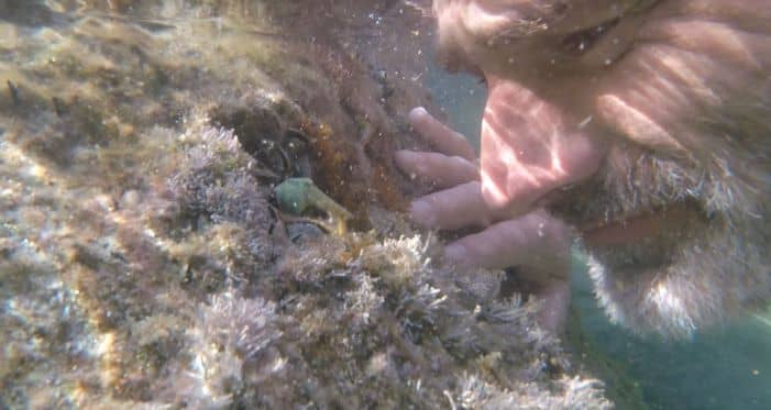 Medicines from the ocean