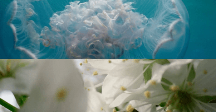 Protection illustration Convention on biological diversity Montreal