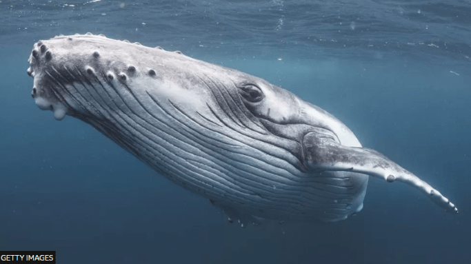 Whale high seas treaty. Credit Getty Images